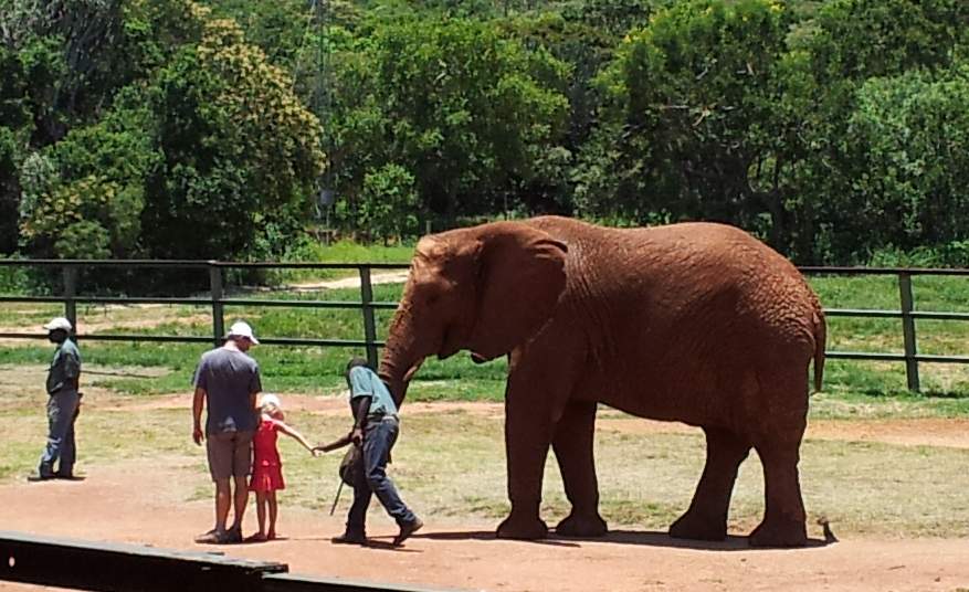 Kleiner Mensch - grosser Elefant in Südafrika